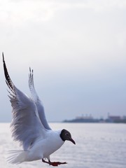 Seagulls in mangrove forest reserve bangpoo Thailand