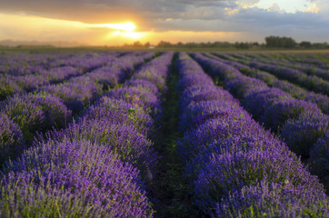 Fototapeta na wymiar Beautiful landscape of lavender fields at sunset in Bulgaria