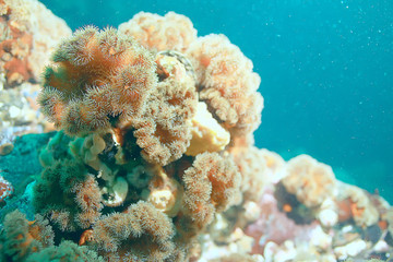 Fototapeta na wymiar colony of sea anemones under water corals