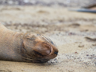Fototapeta na wymiar Sleeping sea lion, Galapagos Islands