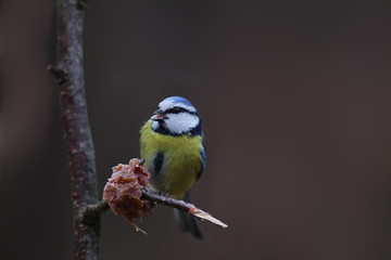Little predator - blue tit, pecks meat, sitting on a branch, on a blurry dark brown background ....