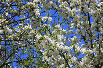 Spring. Flowering branches of apple tree against blue sky.