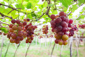 Ba Moi Vineyard in Ninh Thuan Province