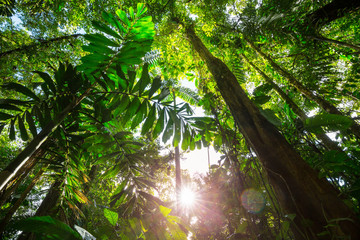 Jungle in Costa Rica - obrazy, fototapety, plakaty