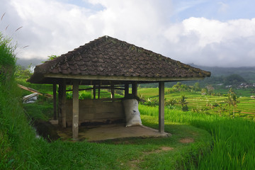 Fototapeta na wymiar Rice terraces in the province of Ubud Bali