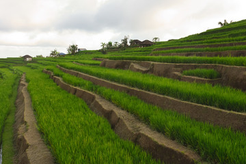 Rice terraces in the province of Ubud Bali
