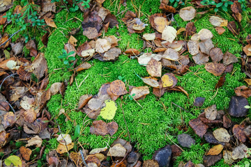 Autumn foliage on the lawn, moss