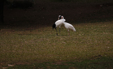 cranes in the zoo