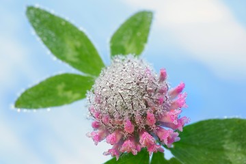 Red clover, Trifolium pratense