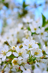 Fototapeta premium Photo of blooming apple tree branches against the blue sky