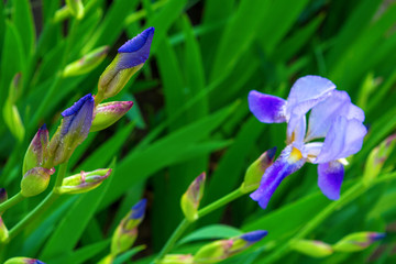 Photo of violet flowers on green leaves background