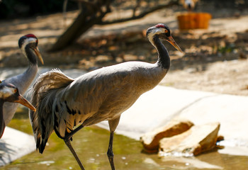 cranes in the zoo
