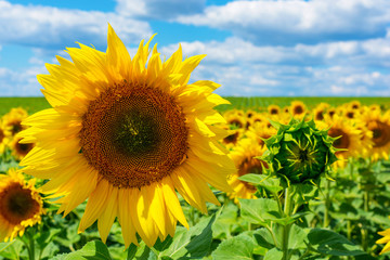 Fototapeta premium Photo of sunflower field with sky and clouds at summer