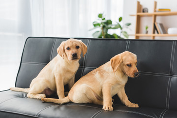Two beige puppies sitting on leather couch