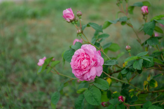 eden rose on green background closeup