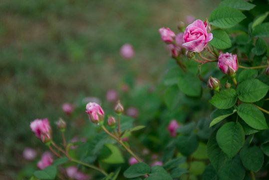 Bush of climbing roses on green background