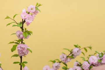 Fototapeta na wymiar Pink flowering louiseania branches on yellow background