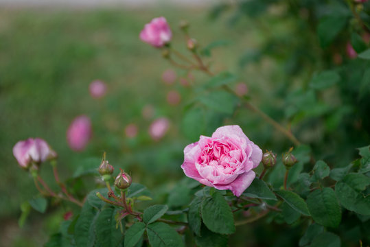 Bush of climbing roses on green background