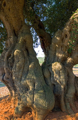 Qstuni, a white village between the olive grove