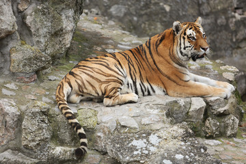 Beautiful tiger sitting on cobblestone surface