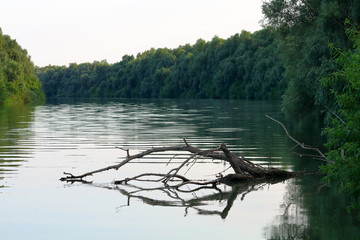Evening summer landscape of the Danube River. Big driftwood (snag) in the water. Dry fallen tree in the river