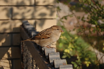 Passer domesticus