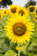 Fototapeta premium sunflower