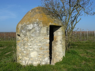 Weinbergtrulli bei Bockenheim / Pfalz