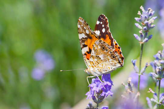 Australian painted lady butterfly sitting on wild lavender flowers.