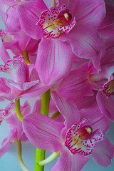 The Orchid flowers Beautiful floral background for greeting cards, wallpapers, covers, screen...