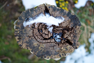 alter Baumstumpf von oben mit Schnee und Struktur 1