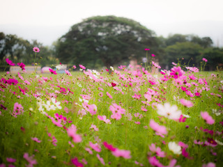 Cosmos flower field. Soft focus and background.