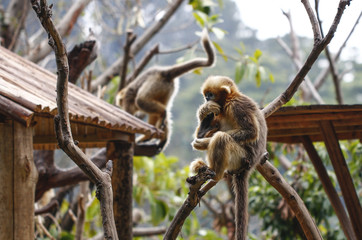 Monkey feeding in the zoo