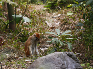 Monkey feeding in the zoo