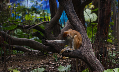 Monkey feeding in the zoo