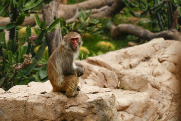 Monkey feeding in the zoo