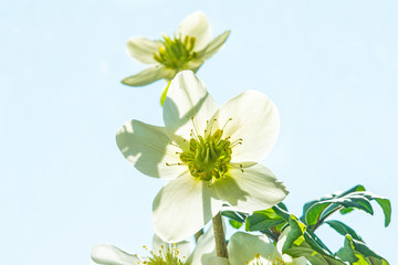 blooming hellebore, medicinal herb with flower
