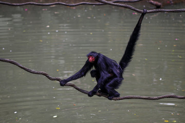 Monkey feeding in the zoo