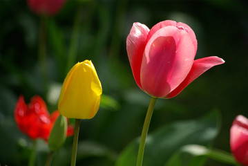 Tulipes rose et jaune