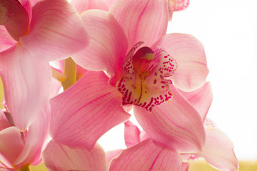 Fototapeta na wymiar The Orchid flowers Beautiful floral background for greeting cards, wallpapers, covers, screen savers, posters, wedding invitations