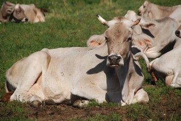 Cow