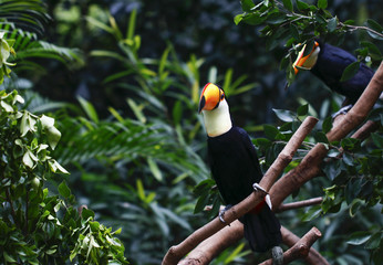 Toucan feeding in the zoo