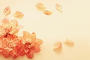 background with flowers dahlias