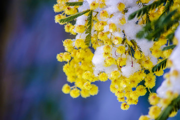Mimosa and snow