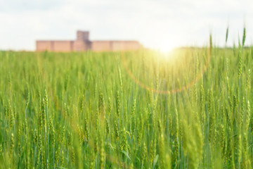 Wheat fields and elevator