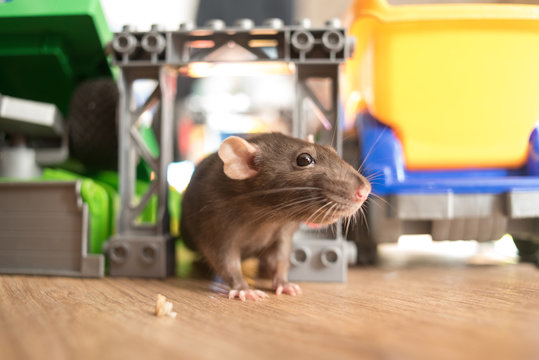 gray domestic rat pet runs among children's toys