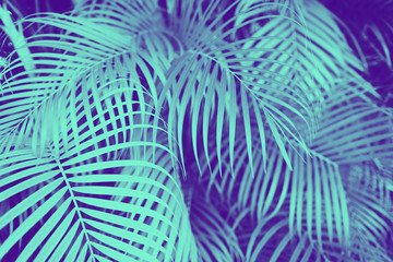 ultra violet and blue duotone palm tree leaves