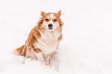 dog sitting on the snow close-up portrait