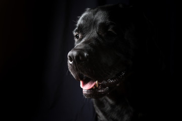 Closeup Portrait of Labrador Dog