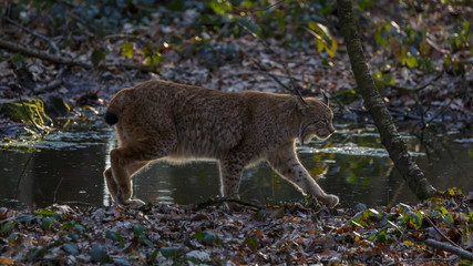 Obraz premium Lynx in woods Germany